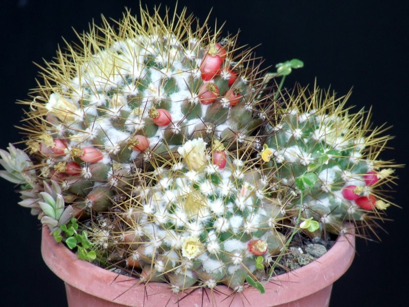 Mammillaria nivosa 