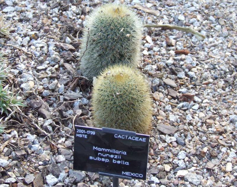 Mammillaria nunezii ssp. bella 