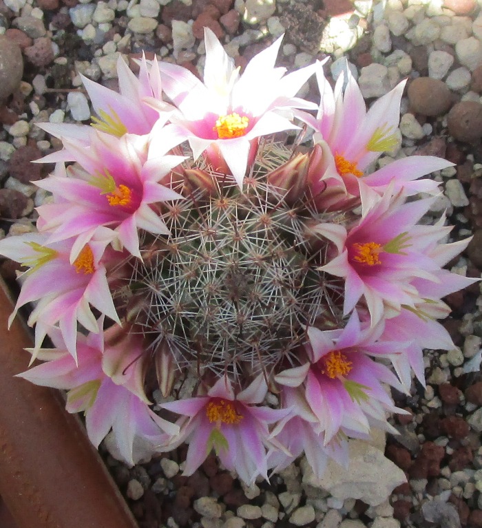 Mammillaria occidentalis 