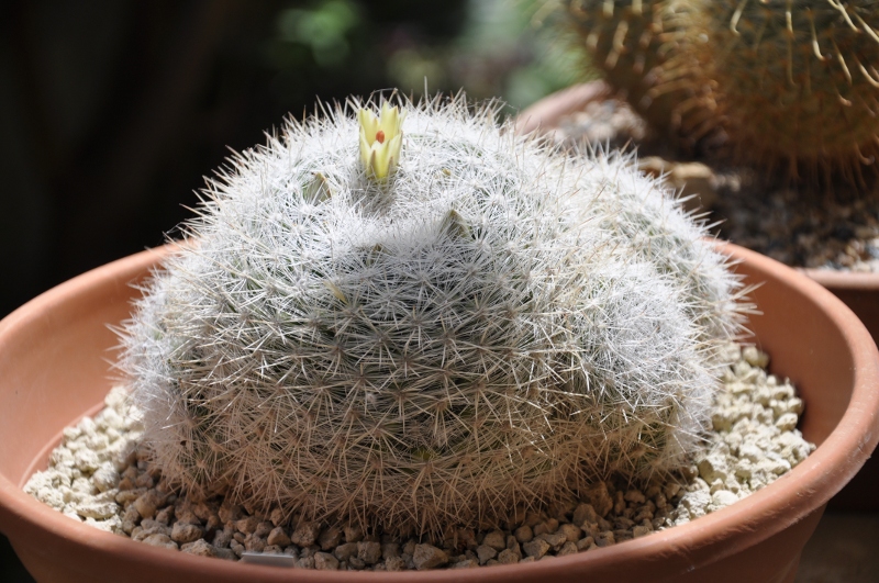 Mammillaria candida ssp. ortizrubiona Rog 493