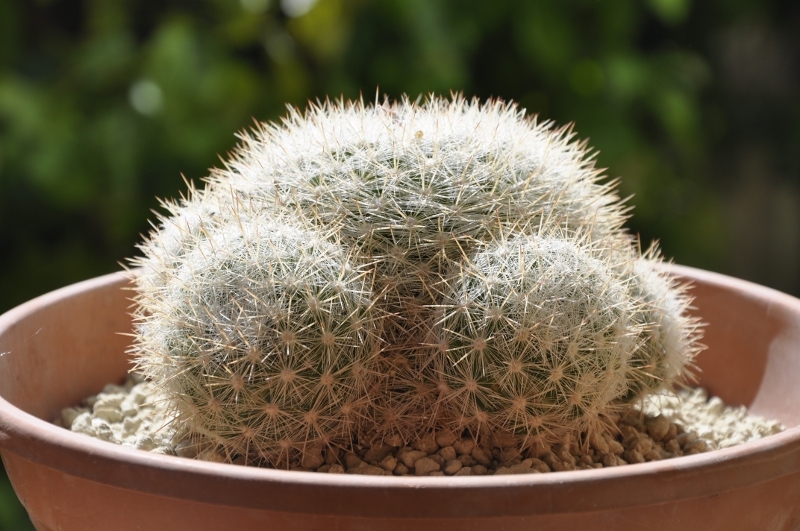 Mammillaria candida ssp. ortizrubiona ROG493