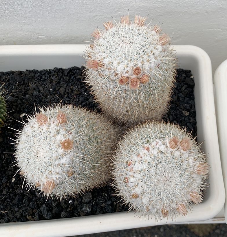 Mammillaria parkinsonii 