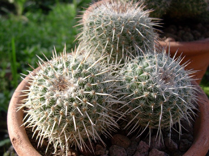 Mammillaria parkinsonii 