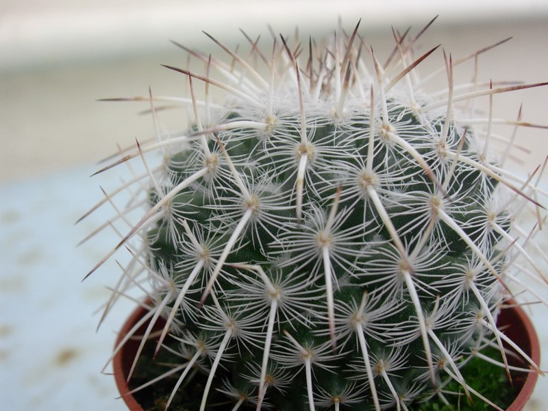 Mammillaria parkinsonii 