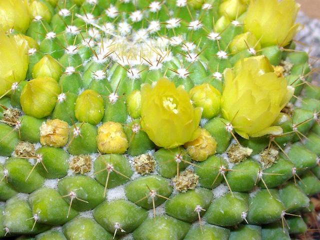 mammillaria  
