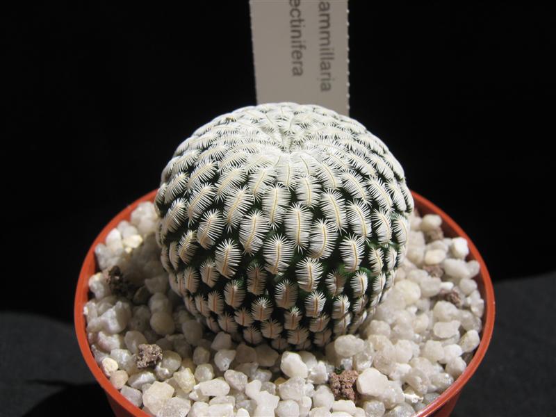 Mammillaria pectinifera 