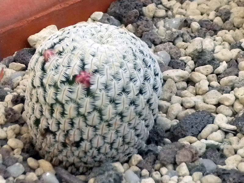 Mammillaria pectinifera 