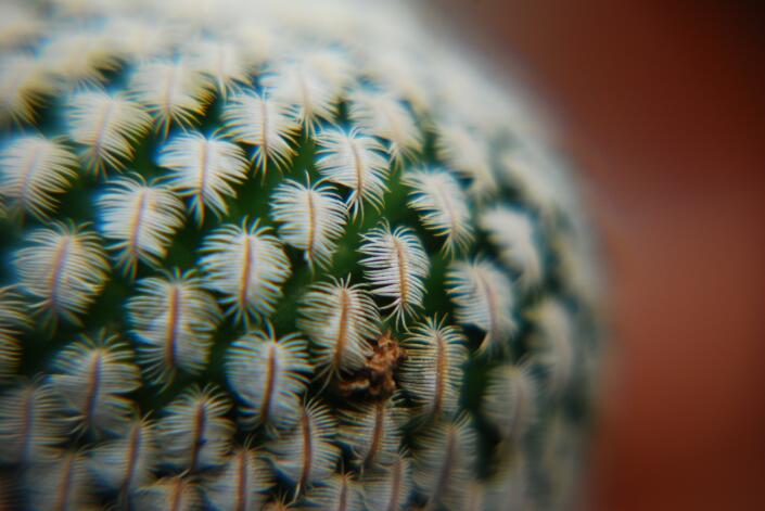 Mammillaria pectinifera 