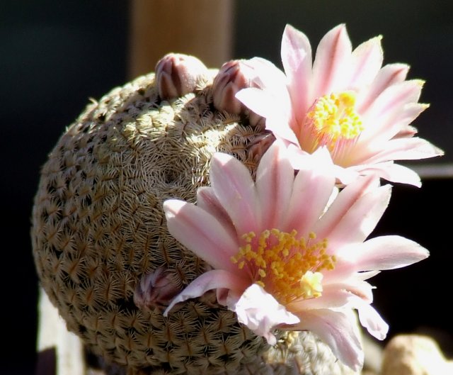 Mammillaria pectinifera 