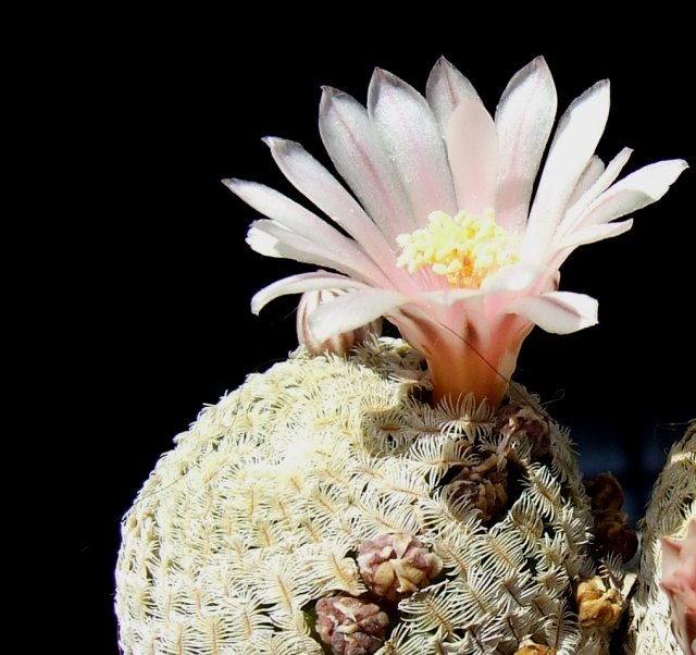 Mammillaria pectinifera 