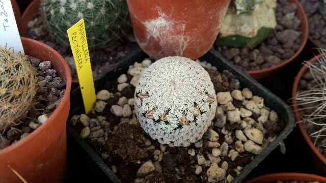 Mammillaria pectinifera 