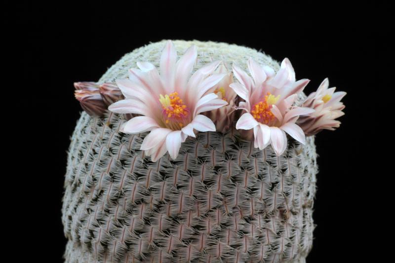 Mammillaria pectinifera 