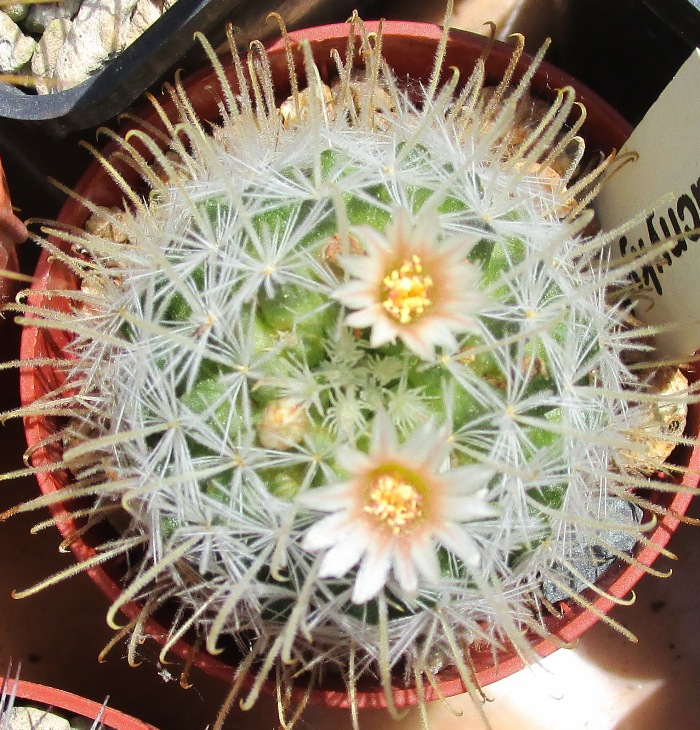 Mammillaria pennispinosa v. nazasensis 