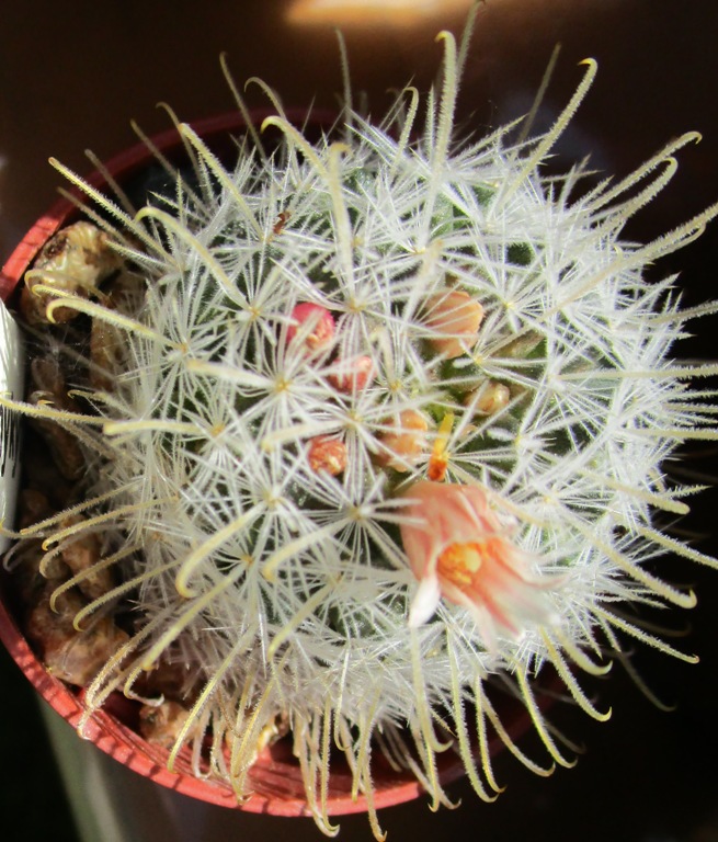 Mammillaria pennispinosa v. nazasensis 