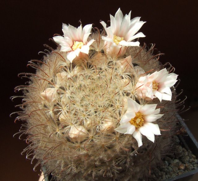 Mammillaria pennispinosa 