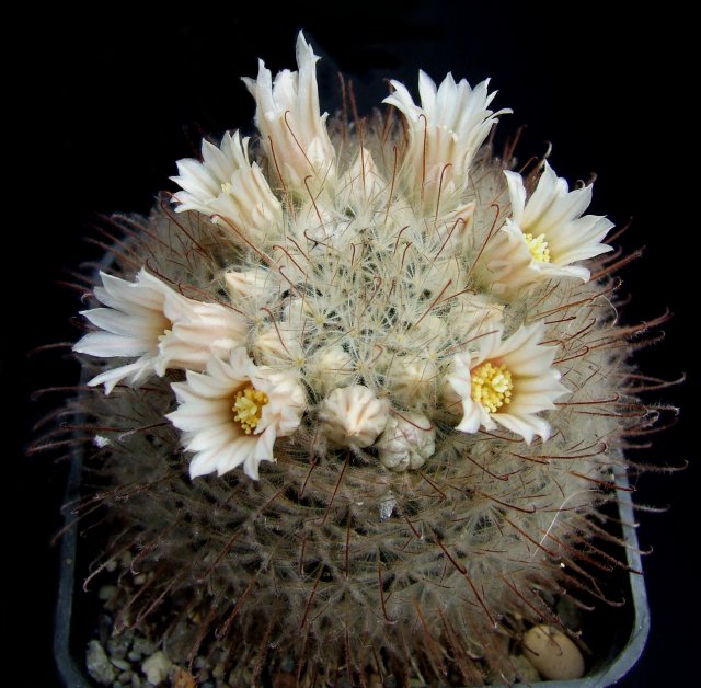 Mammillaria pennispinosa 