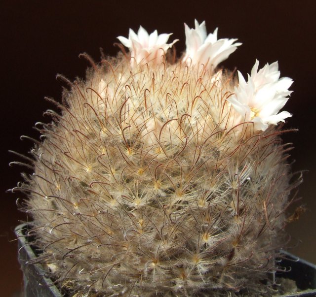 Mammillaria pennispinosa 