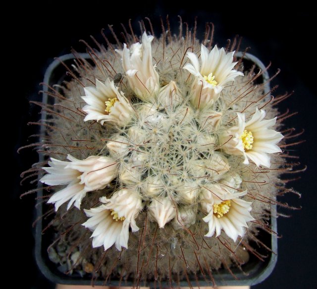 Mammillaria pennispinosa 