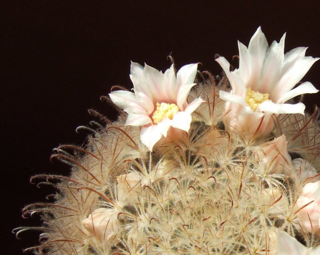 Mammillaria pennispinosa 