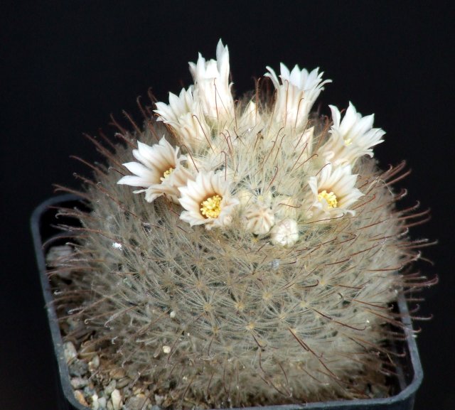 Mammillaria pennispinosa 