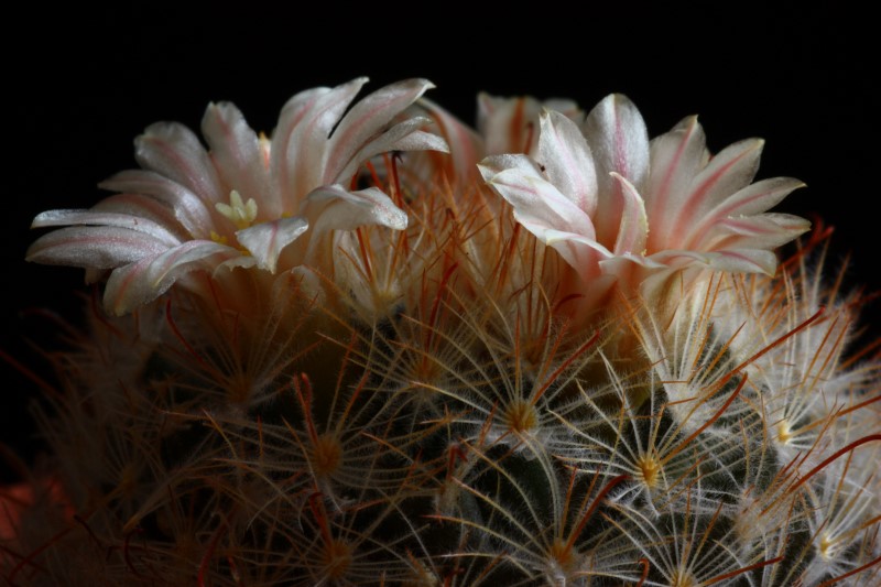 Mammillaria pennispinosa 