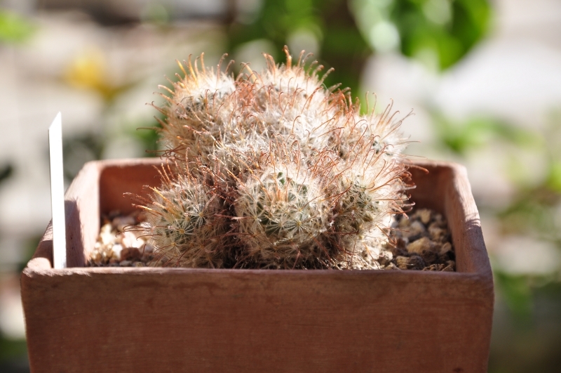 Mammillaria pennispinosa 