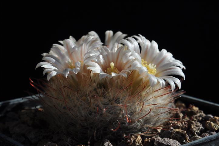 Mammillaria pennispinosa MG830