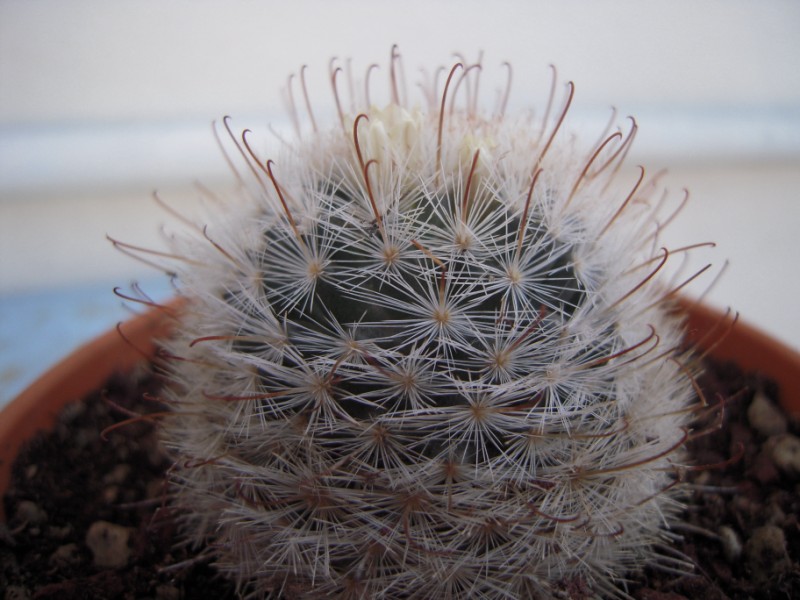 Mammillaria nazasensis 