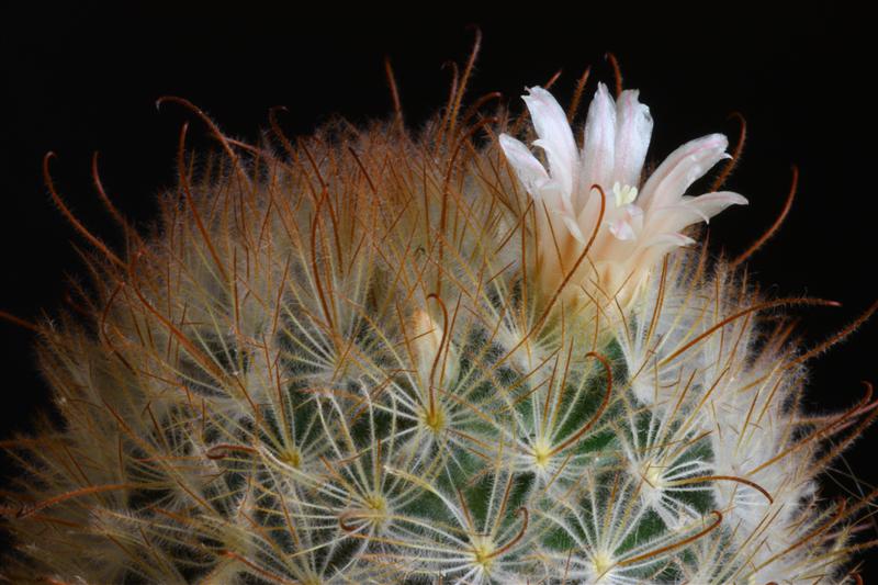 Mammillaria pennispinosa 