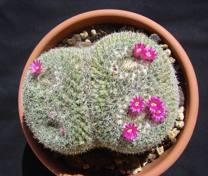 Mammillaria perbella 