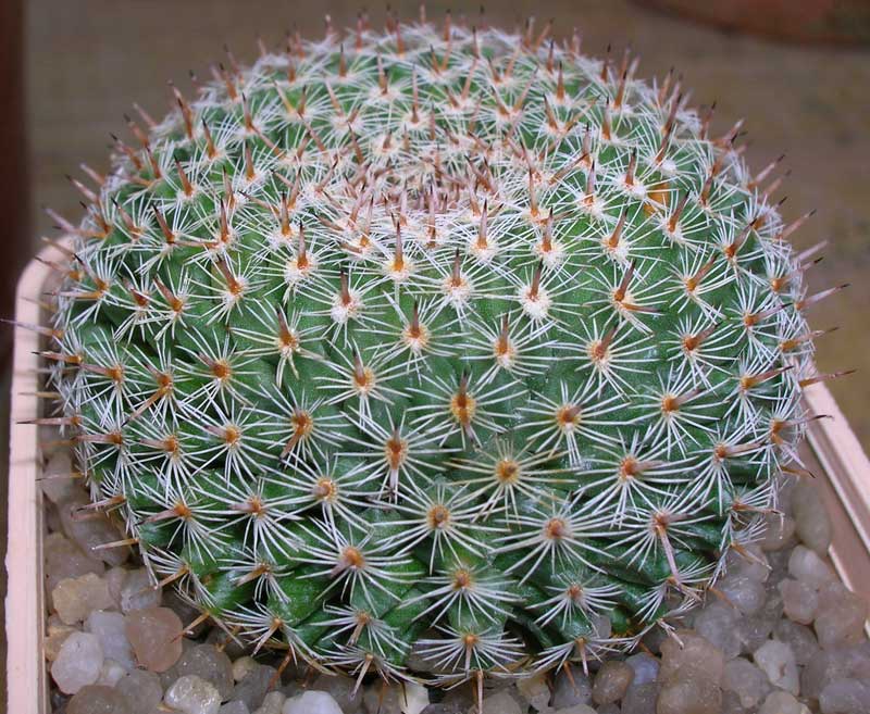 Mammillaria perbella 