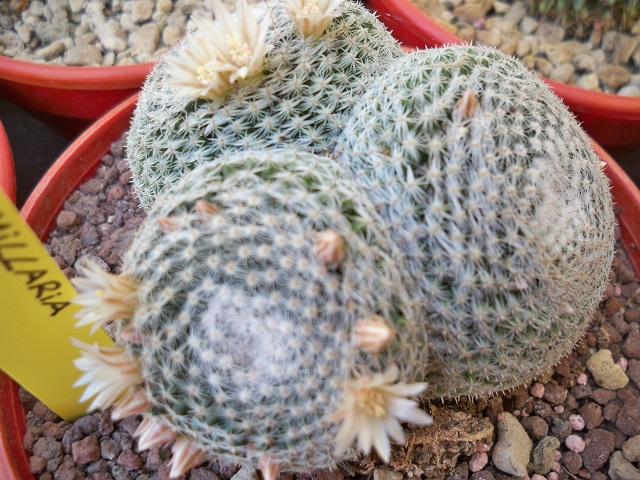 Mammillaria perbella 