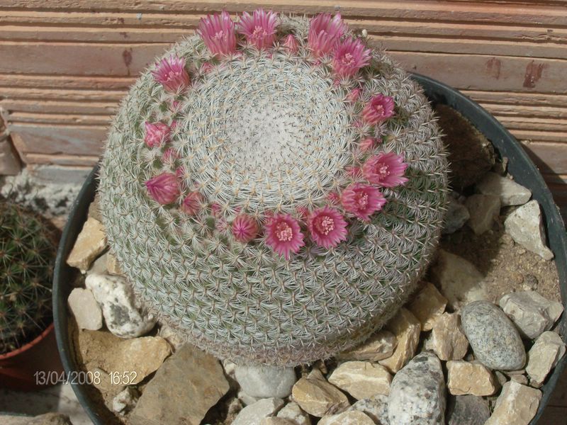 Mammillaria perbella 