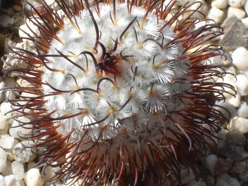 Mammillaria perezdelarosae 