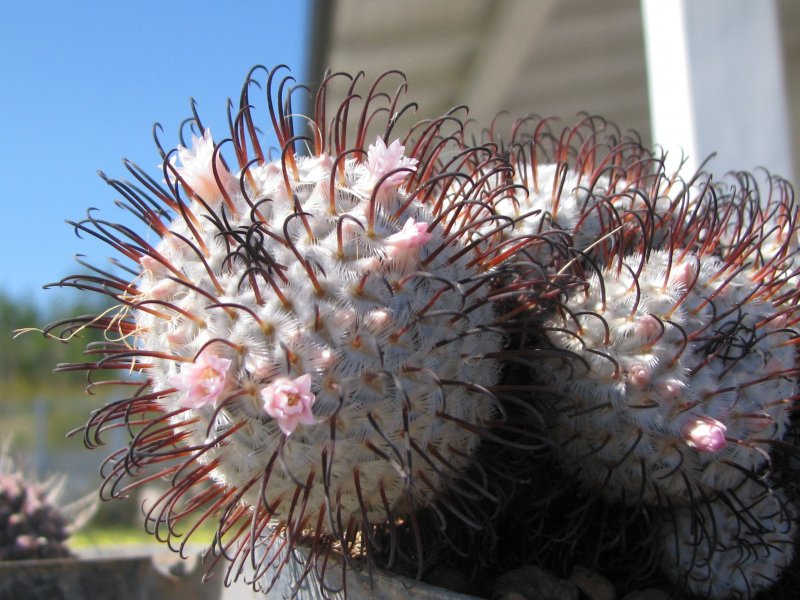 Mammillaria perezdelarosae 