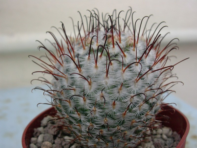 Mammillaria perezdelarosae 