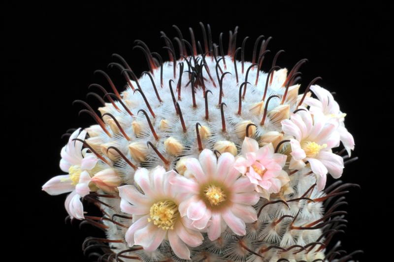 Mammillaria perezdelarosae 