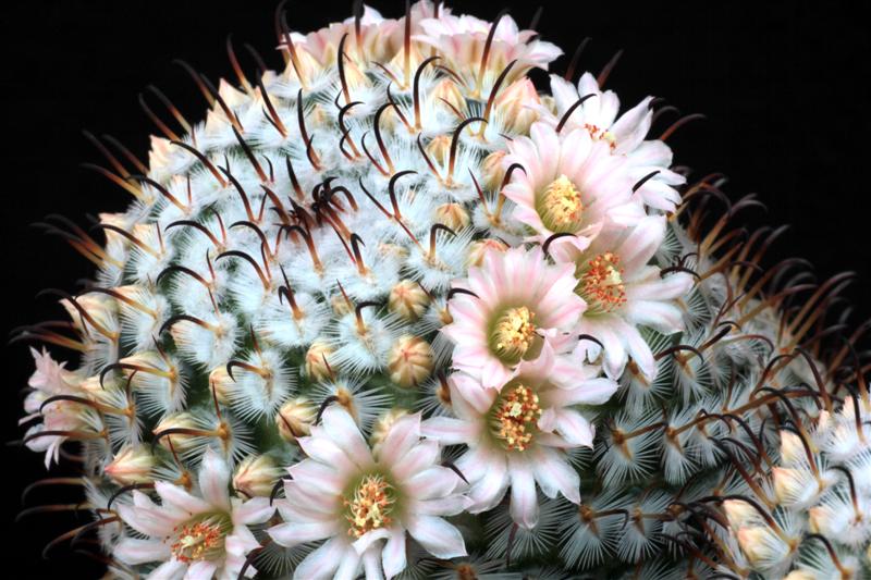 Mammillaria perezdelarosae 