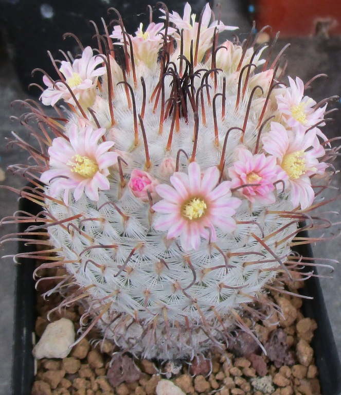 Mammillaria perezdelarosae 