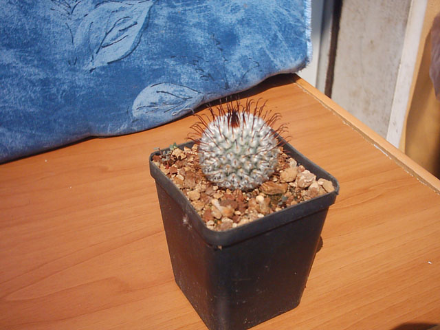 Mammillaria perezdelarosae 