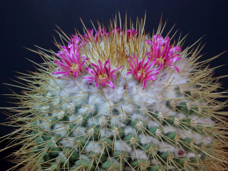 mammillaria petterssonii