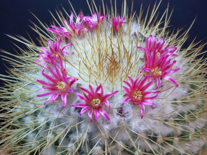 Mammillaria petterssonii 