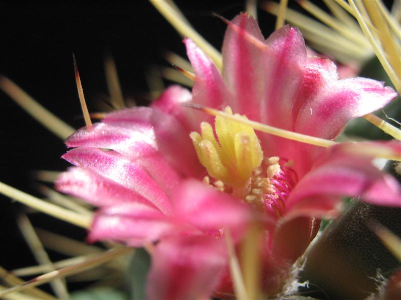 Mammillaria petterssonii 