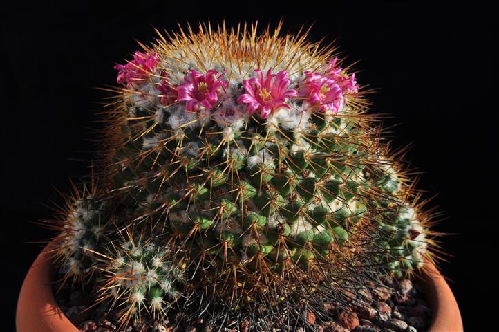 Mammillaria petterssonii 