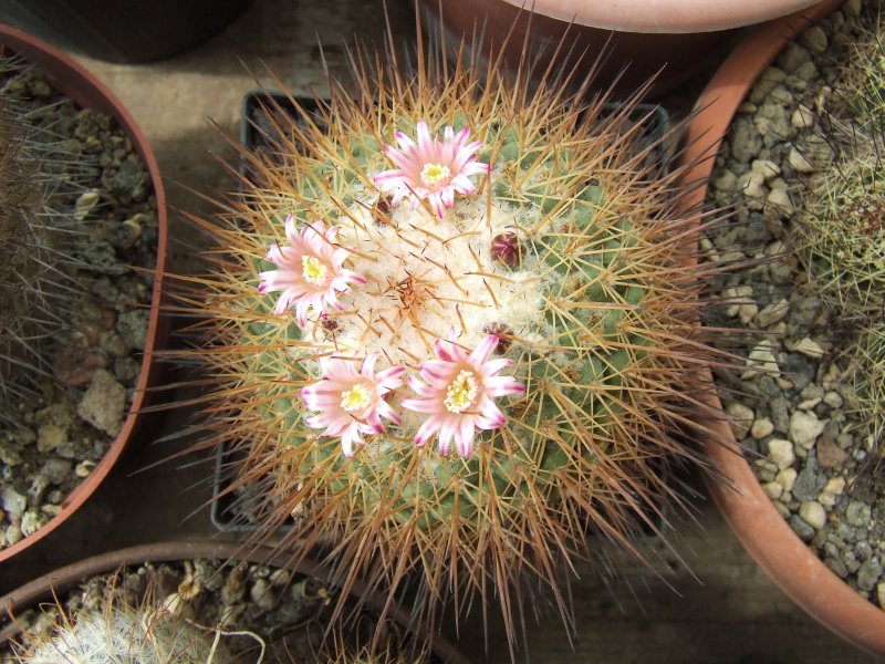 Mammillaria petterssonii 