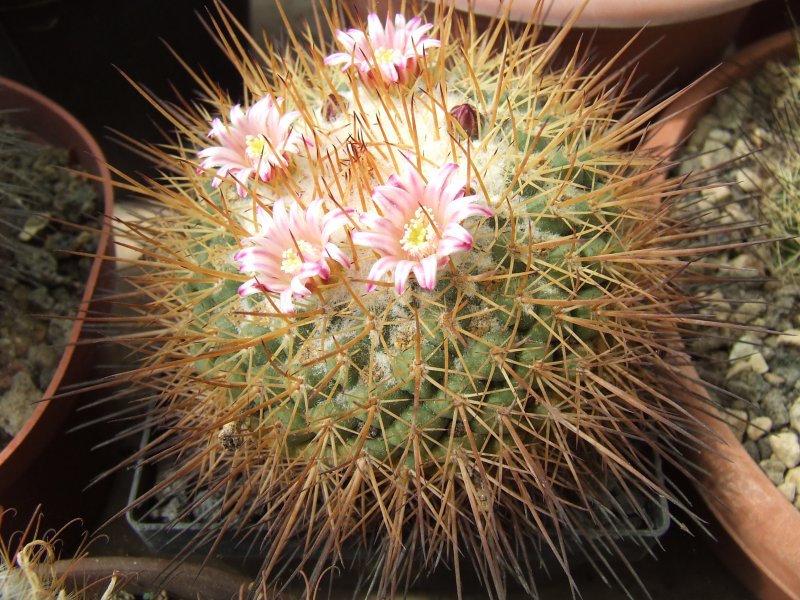 Mammillaria petterssonii 