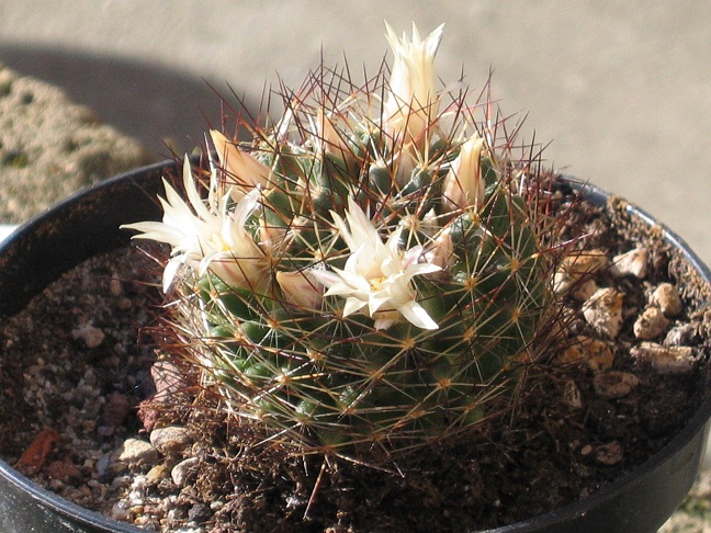 Mammillaria picta 