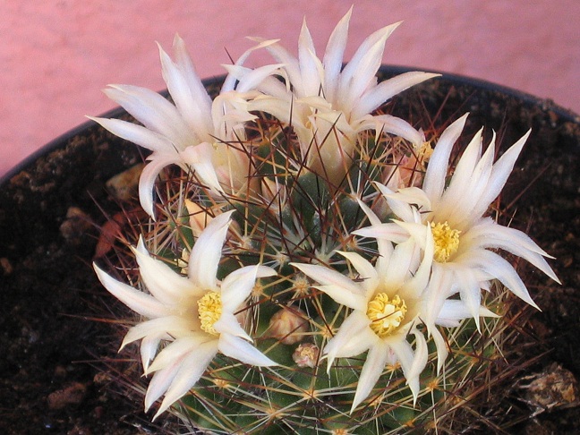 Mammillaria picta 