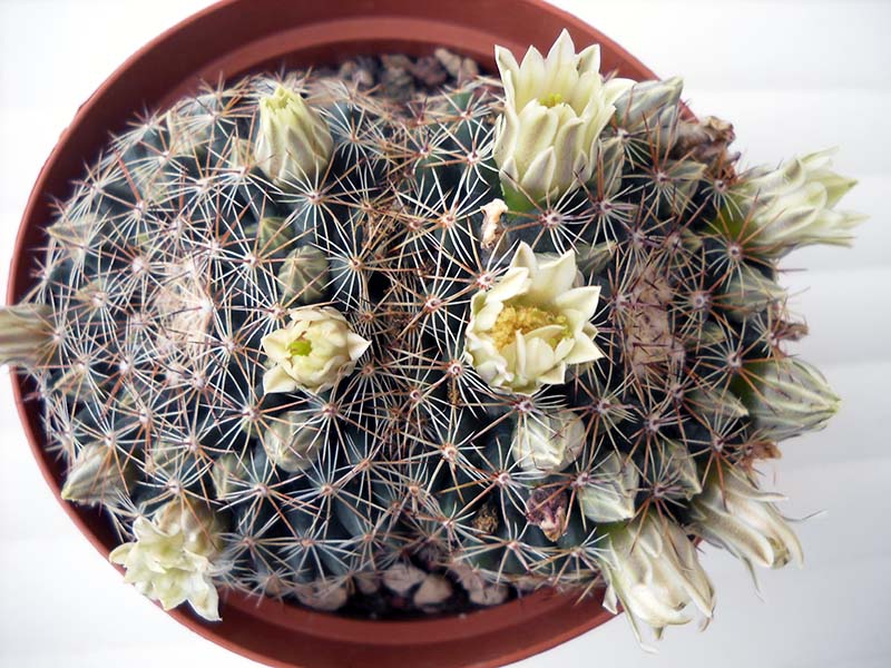 Mammillaria heyderi 