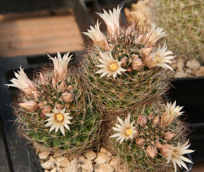 Mammillaria picta SB 944